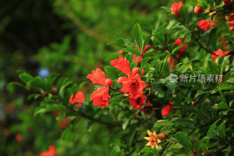 夏日盛开的石榴花