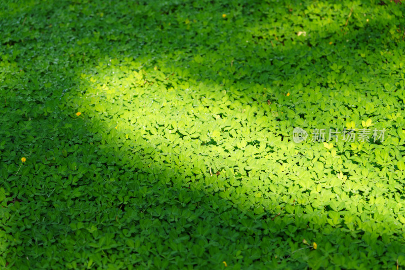 阳光下茂密葱郁的绿色草地