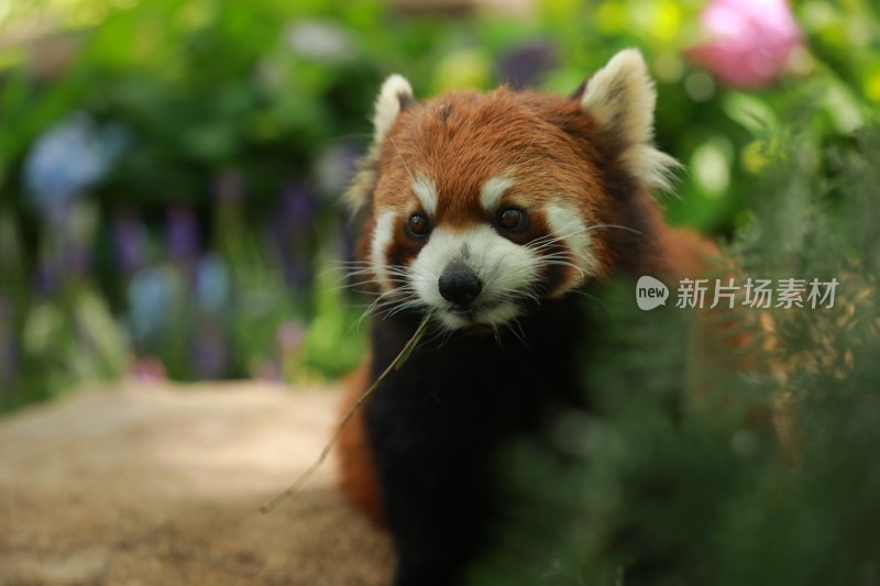 野生动物小熊猫