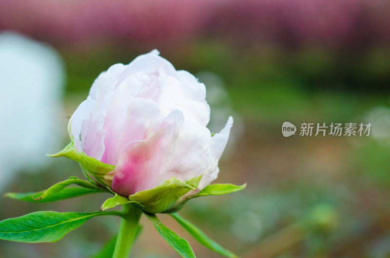 花园中一朵粉红色牡丹花