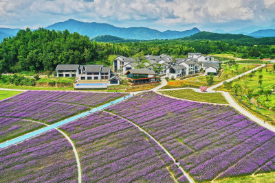 江西景德镇高岭村花海