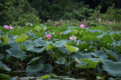 广东东莞：清溪公园荷花盛开