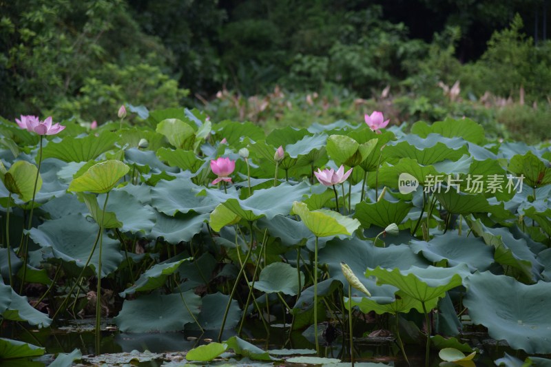 广东东莞：清溪公园荷花盛开