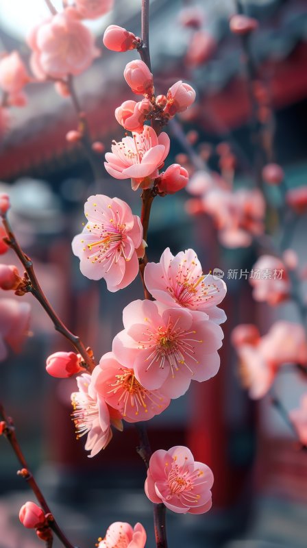 宫廷梅花盛开初春花朵清新淡雅背景