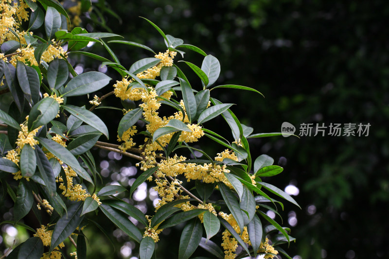 金桂花枝背景素材