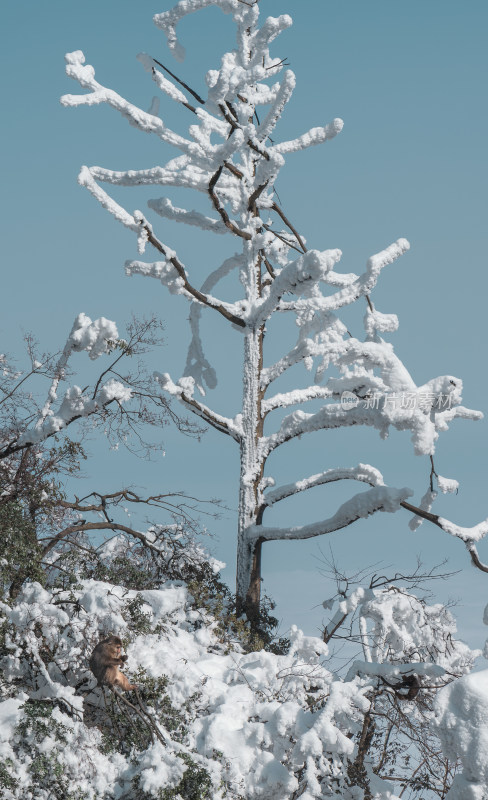 厚雪覆盖的峨眉山植物