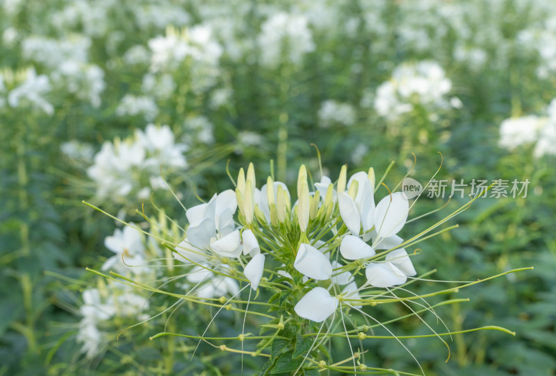 盛开的白色醉蝶花-柳州雀儿山公园