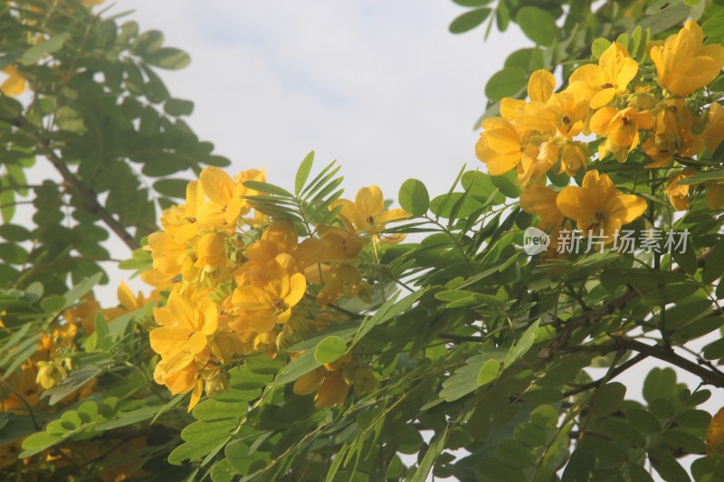 广东东莞：黄槐花开灿烂