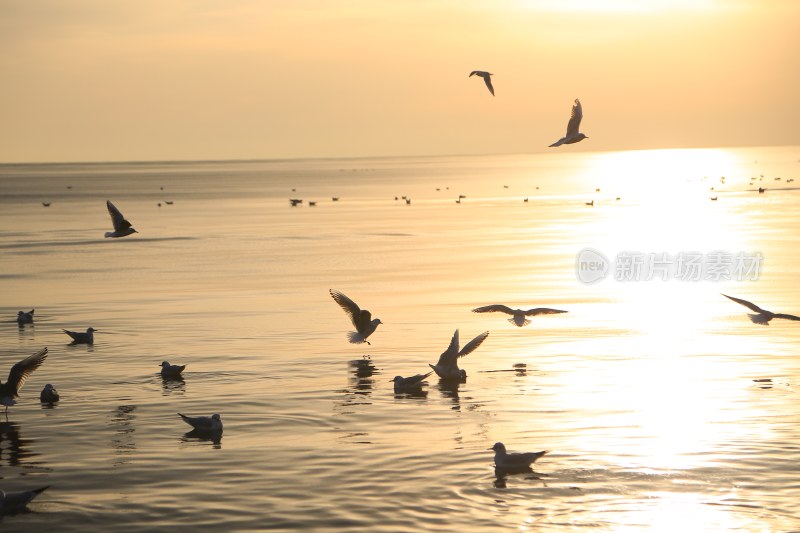 夕阳下海面飞翔的海鸥