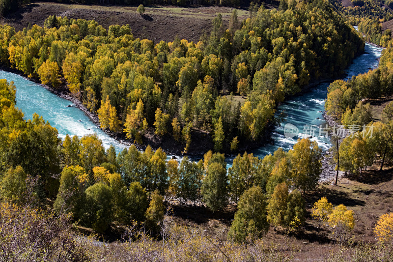 新疆喀纳斯秋天里的森林和河流的自然风景