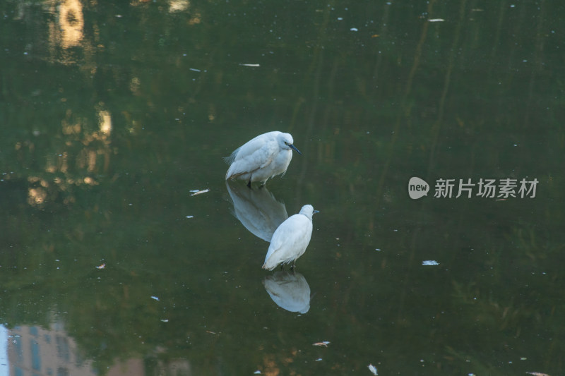 两只白鹭于水中觅食的自然景象