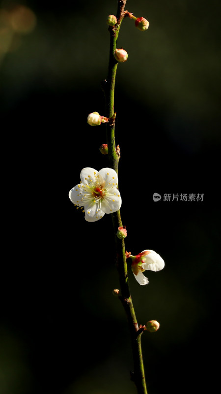 广州白云山的梅花