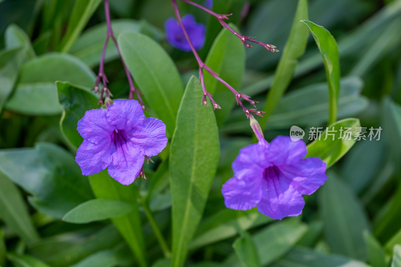 路边，盛开的蓝花草特写