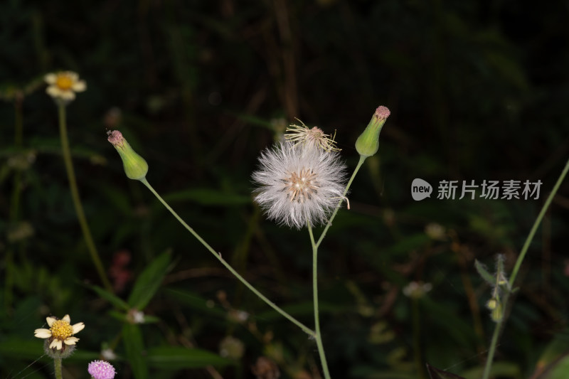 蒲公英绒球特写