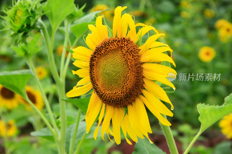 雨水打湿的向日葵