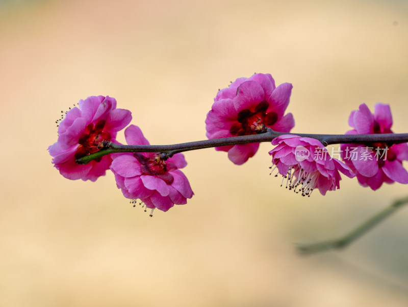 微距下的花