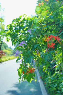 公园里的五爪金龙花