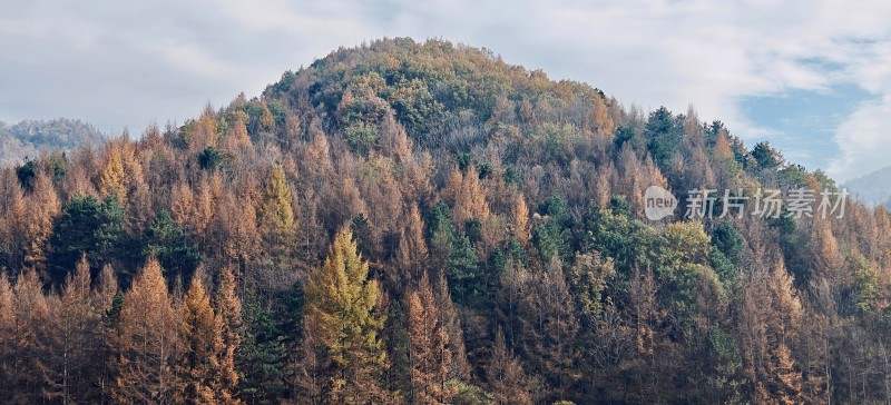 秋季山林树木全景