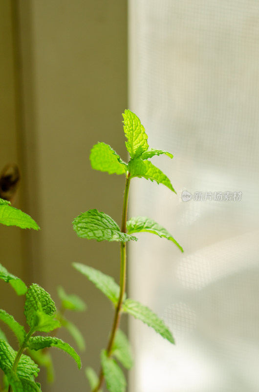 窗边薄荷植物特写