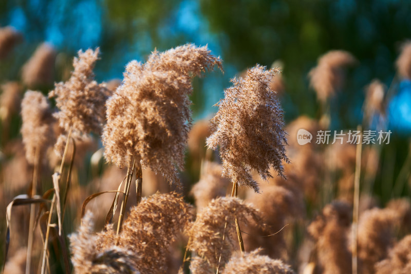 夕阳下的芦苇丛