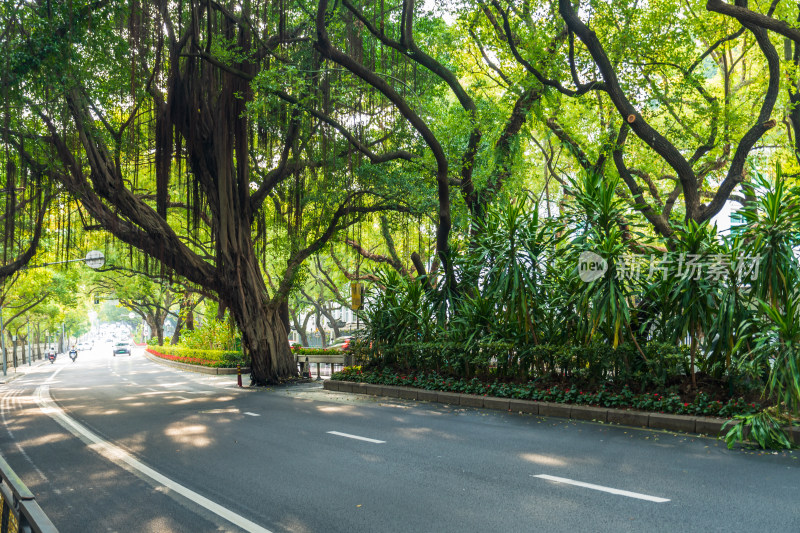 绿树成荫的城市街道景象