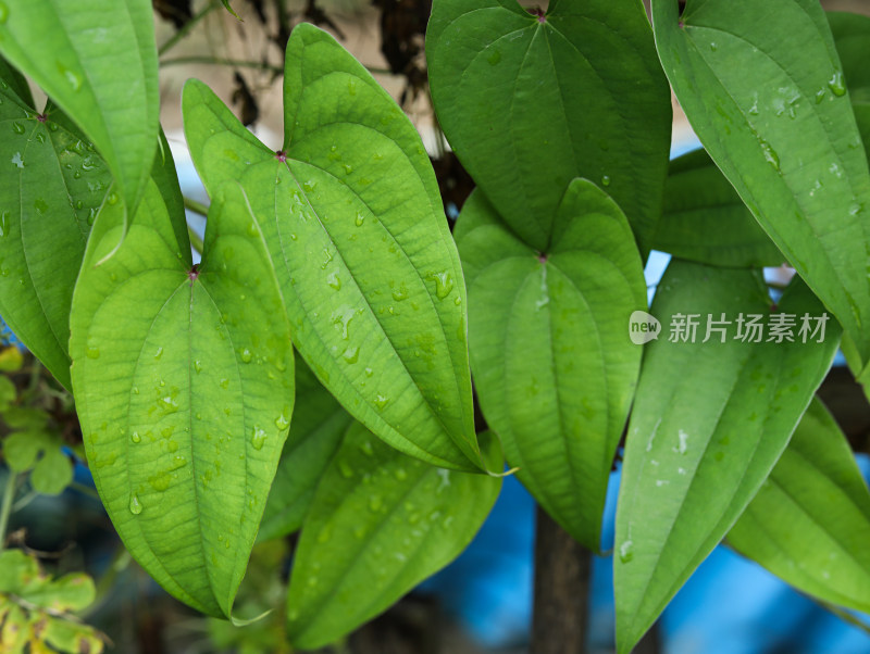 春天绿色的树叶叶子和上面的雨滴水滴露水