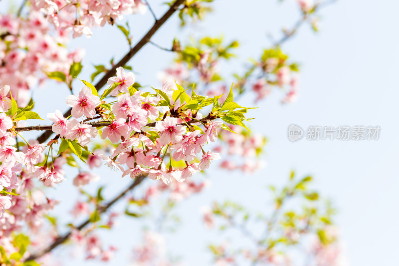 春日大山樱