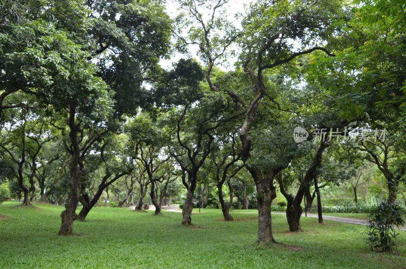 广东东莞：荔枝树