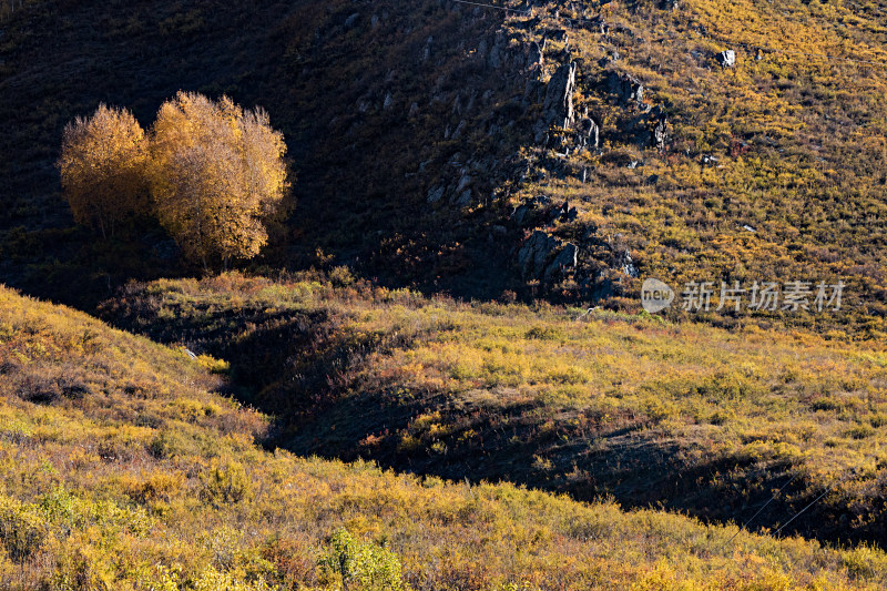 秋天新疆阿勒泰喀纳斯的森林自然风景