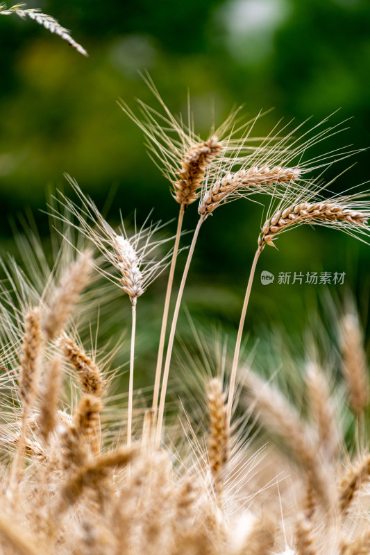 麦子成熟时小麦麦穗