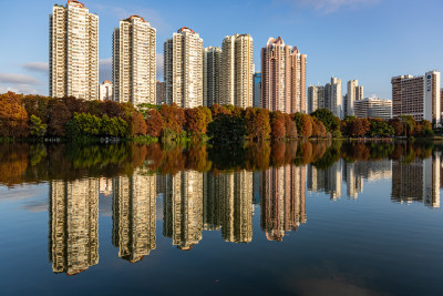 深圳洪湖公园水杉林航拍