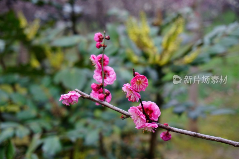 梅与梅花 南京梅花山