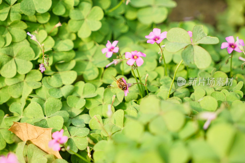 花丛中的蜜蜂