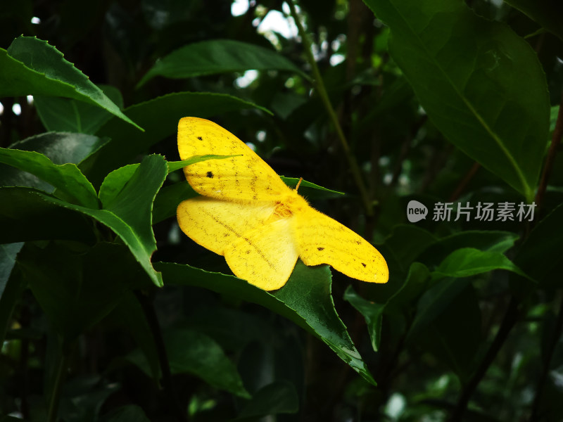 原始森林绿色树叶一只黄色蝴蝶展开翅膀