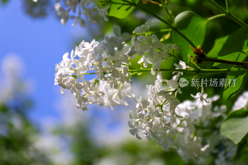 北京天坛公园丁香花