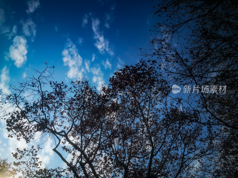 枯萎花草树木蓝天白云自然风光摄影