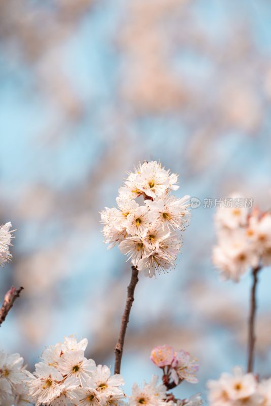 春季盛开的樱花