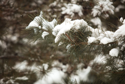 松树枝头厚厚的白雪