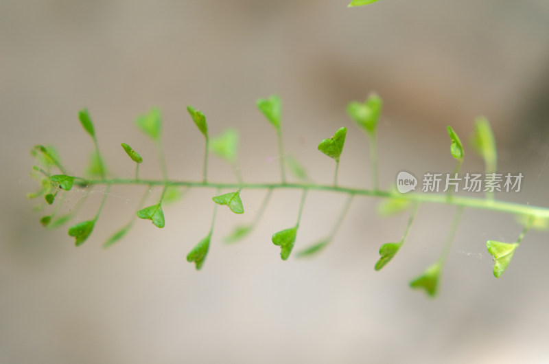 绿色植物枝叶特写