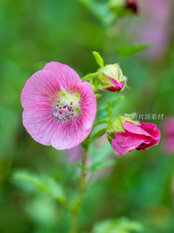 春天的小木槿开花特写