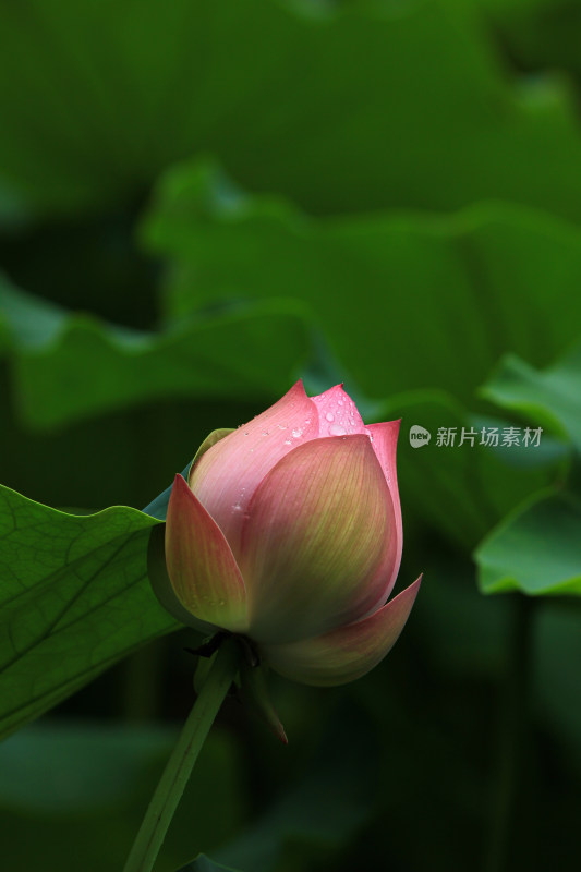 雨水打湿的荷花