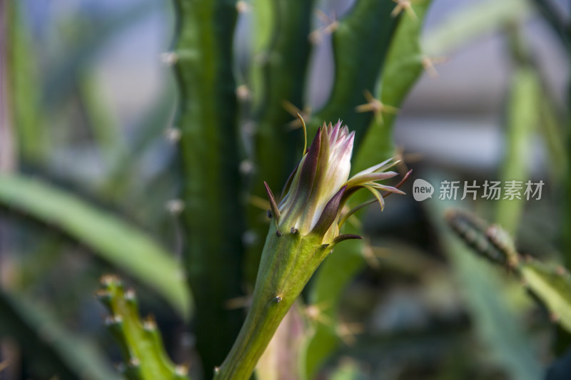 花花草草仙人植物