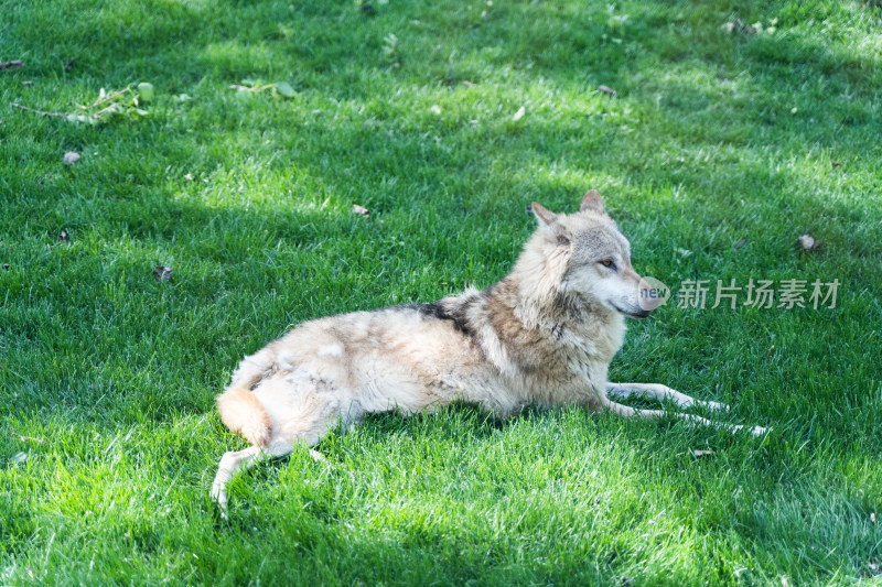 灰狼在绿草地上休息张望