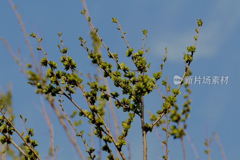 春天榆树长出榆钱