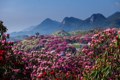 贵州毕节百里杜鹃景区杜鹃花开