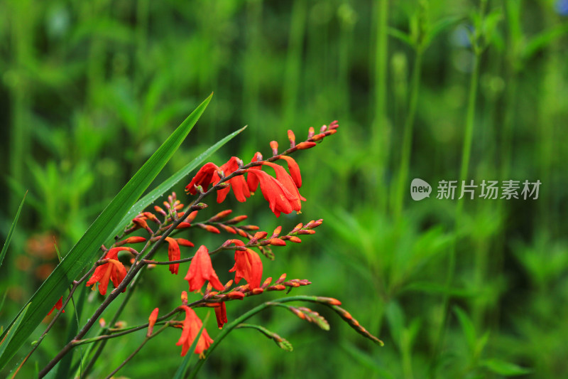 雄黄兰植物红色小花