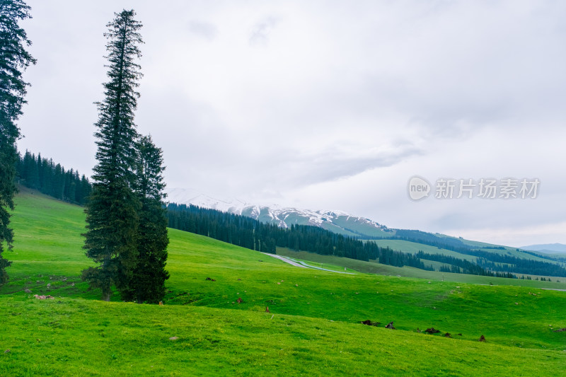 新疆伊犁那拉提雪山森林草原风光