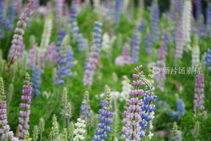 千灯湖三期多彩羽扇豆花/鲁冰花花海特写