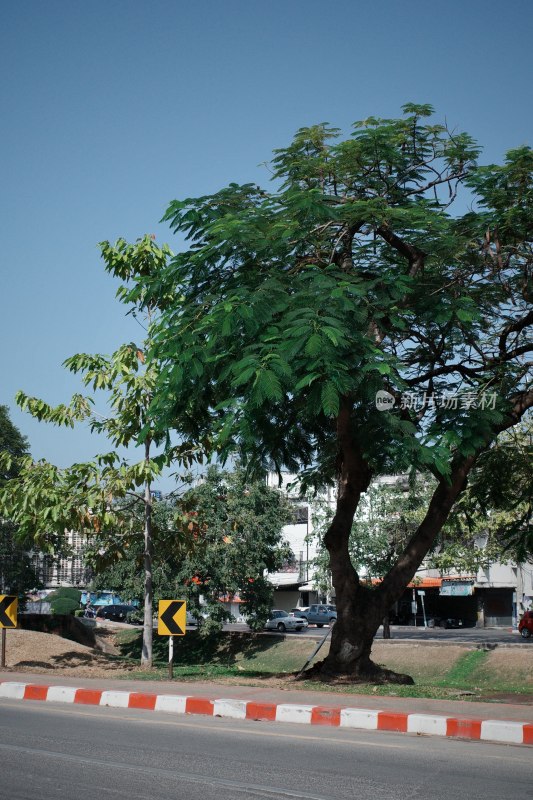 清迈街道旁绿树场景