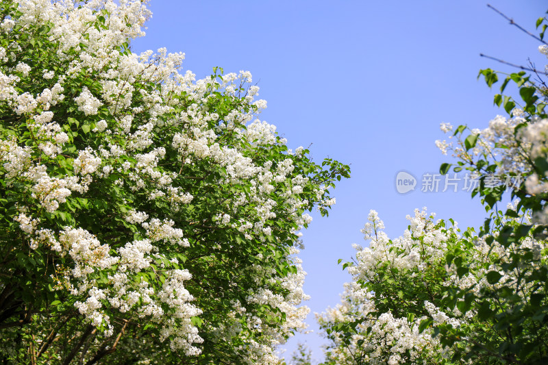 丁香花花卉